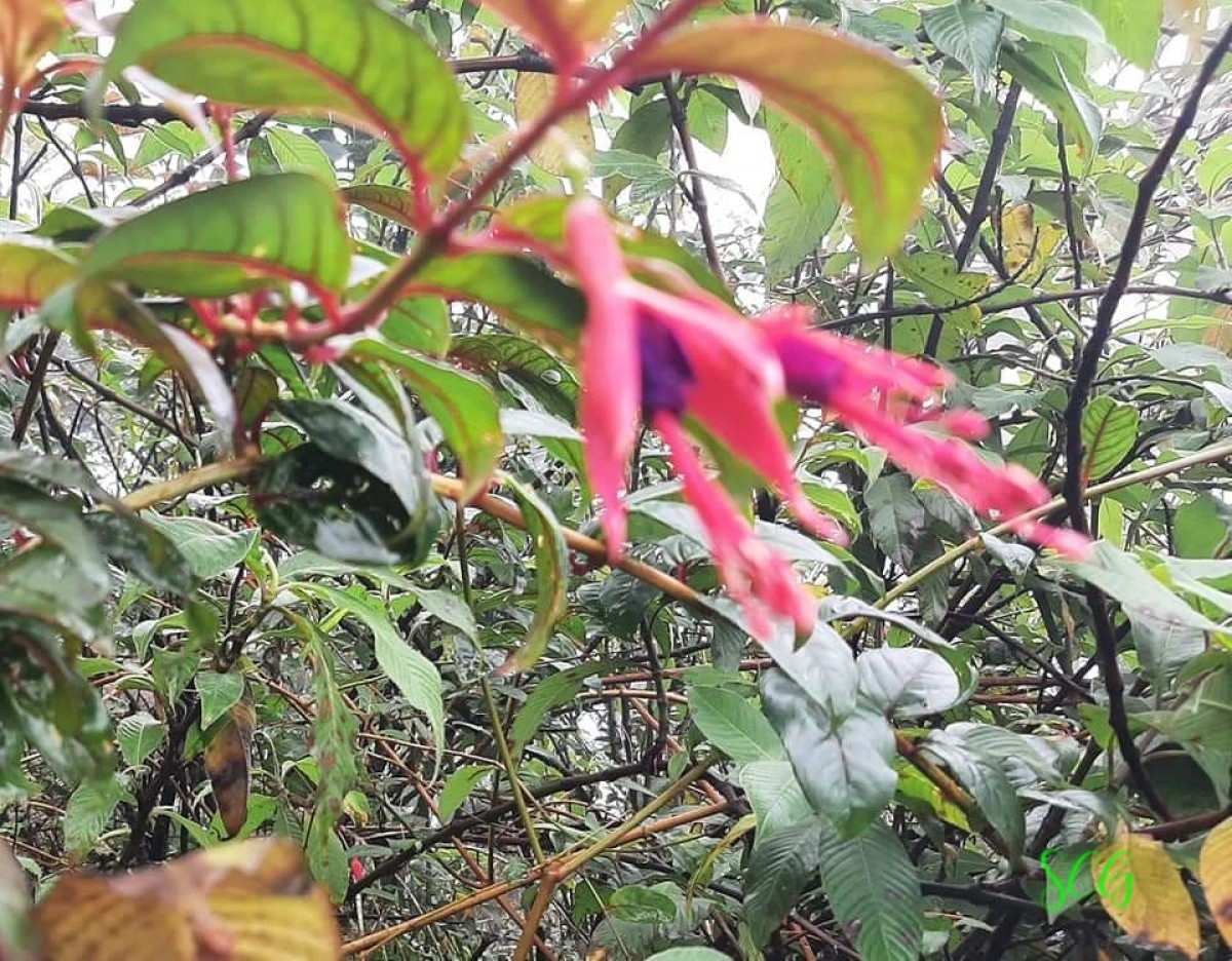 Fuchsia regia (Vand. ex Vell.) Munz